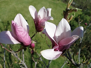 magnolie.jpg (63999 bytes)